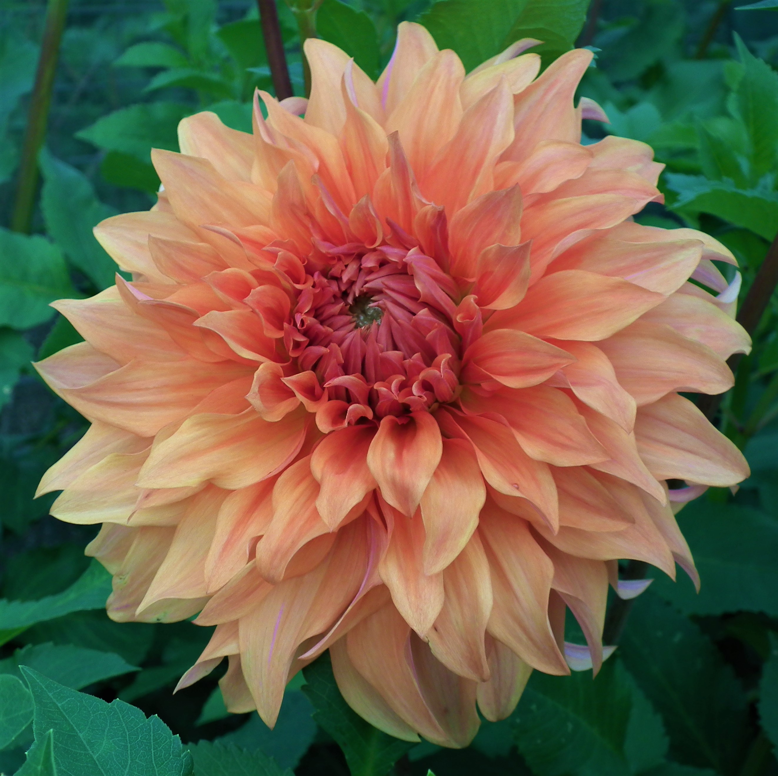 Dahlia Fairway Spur